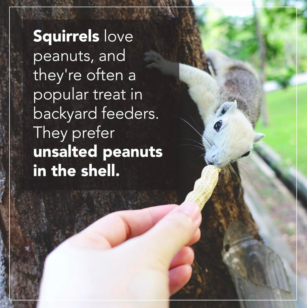 Raw Peanuts 50 LBS C888