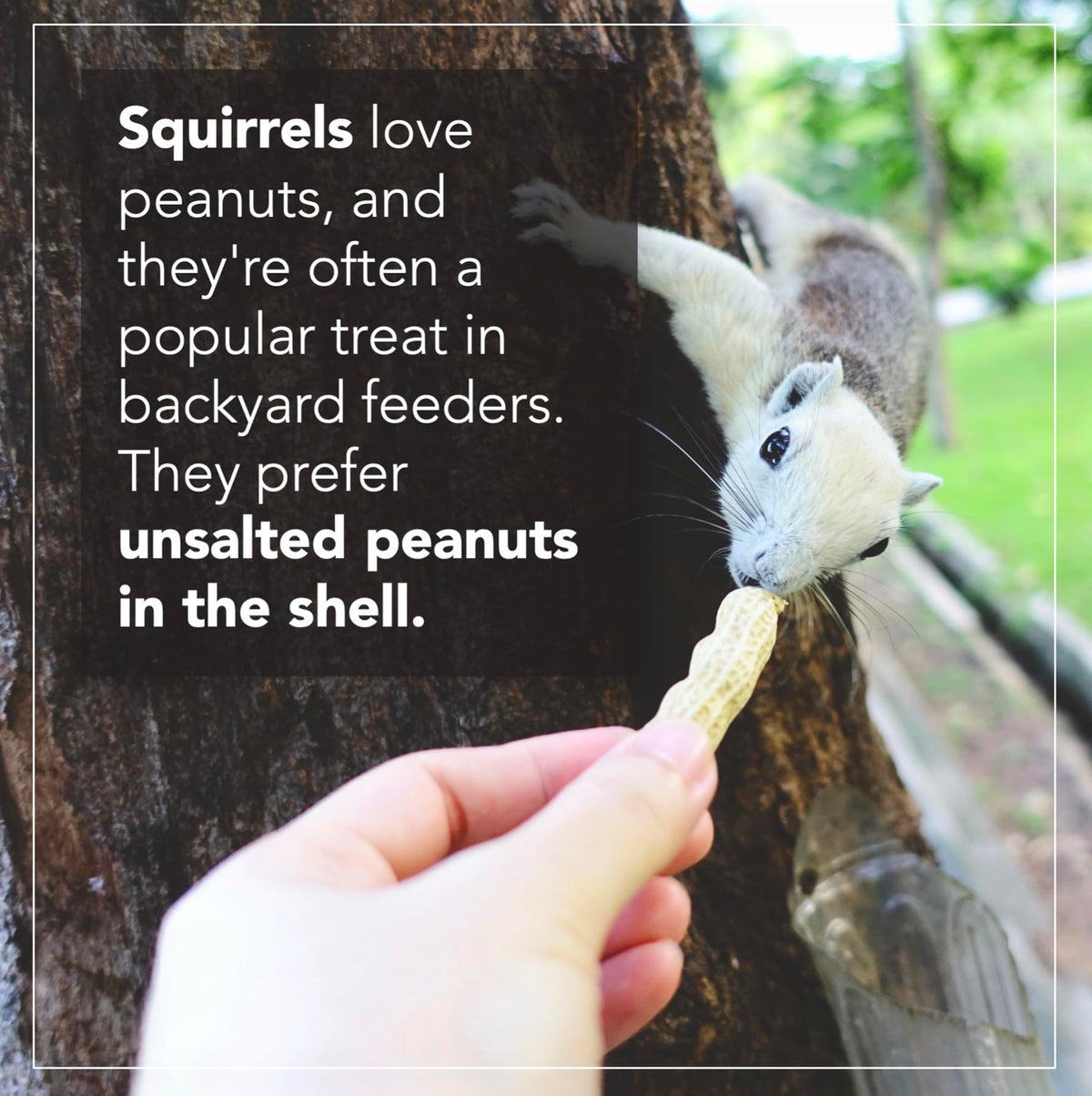 Raw Peanuts 50 LBS C888