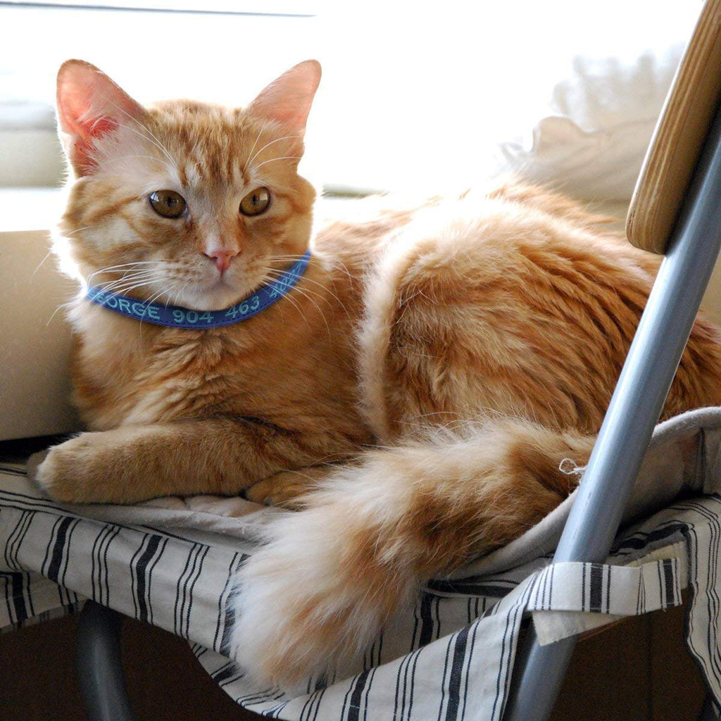 Nylon Cat Collar with Bell C27580