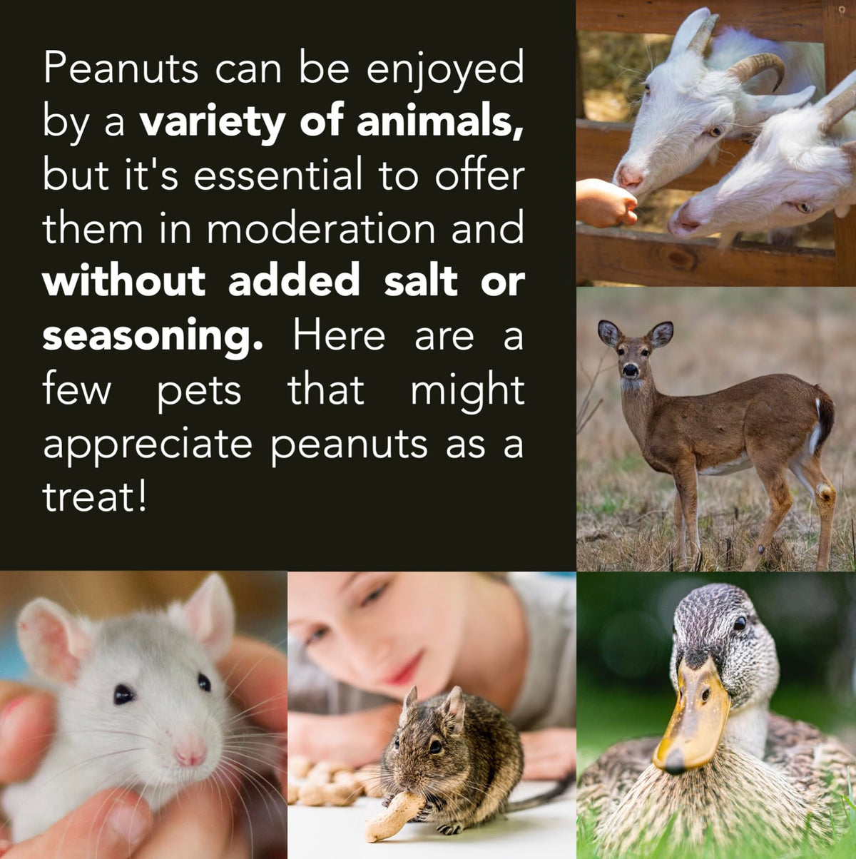 Raw Peanuts 50 LBS C888